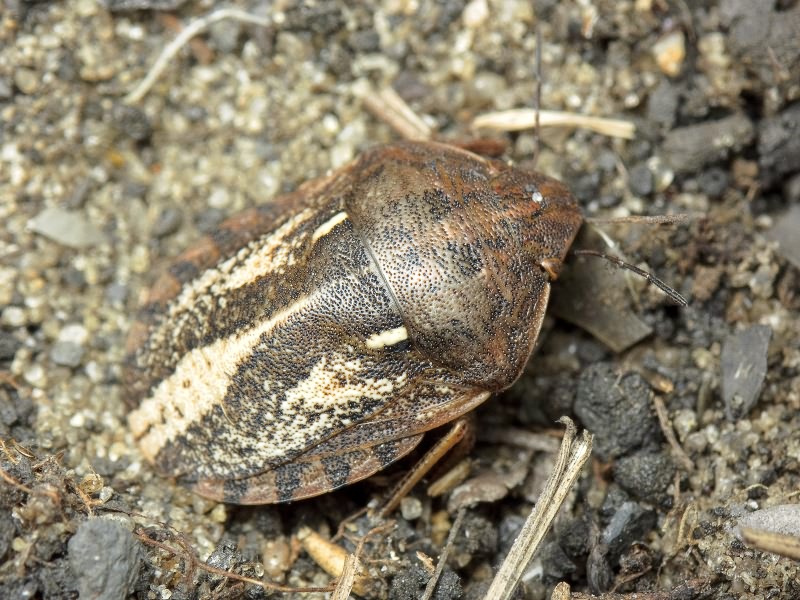 Eurygaster integriceps Puton, 1881
